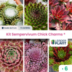 Kit sempervivum chick charms ® - lot de 6 variétés en godet