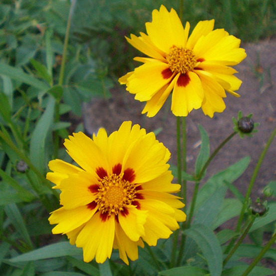 6 x œil de jeune fille 'badengold' - coreopsis grandiflora 'badengold' - godet 9cm x 9cm