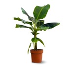 Bananier musa - plante d'intérieur & extérieur - ↕ 70-80 cm - ⌀ 20 cm - purificateur d'air