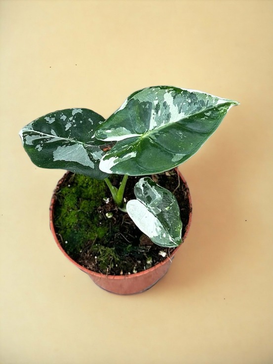 Alocasia micholitziana frydek