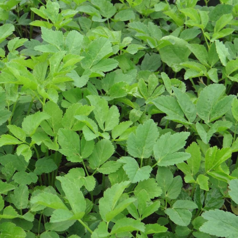 Herbe aux goutteux podagraria lot de 5 godets