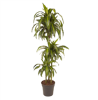 Dracaena fragrans - 'hawaiian sunshine' - ⌀ 24cm - hauteur 130-140cm