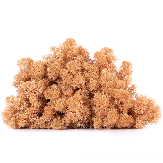 Lic/4068 lichen stabilisée pêche box 4 kg