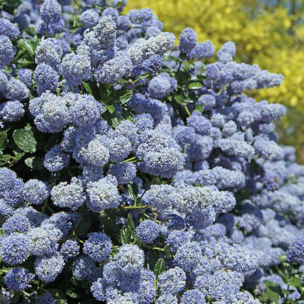 2 x céanothe 'gloire de versailles' - ceanothus 'gloire de versailles' - 40-50 cm pot