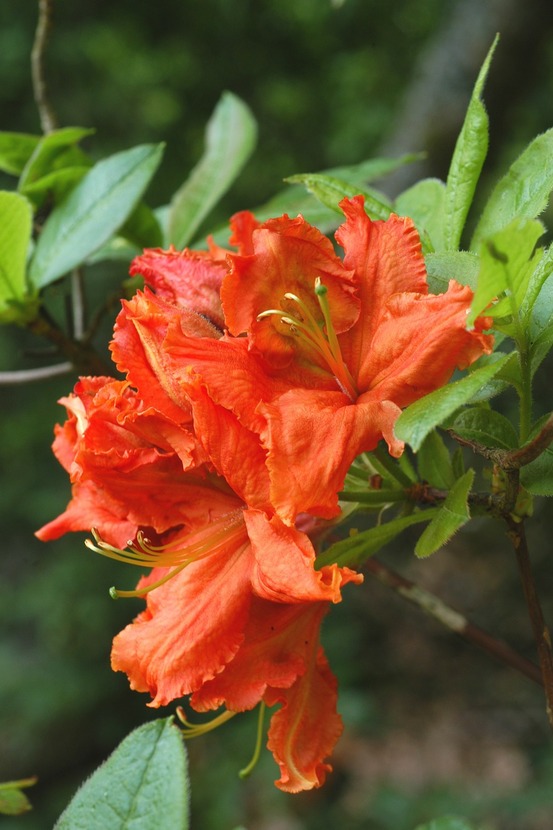 Azalée de chine 'hotspur red' - en pot de 4 litres