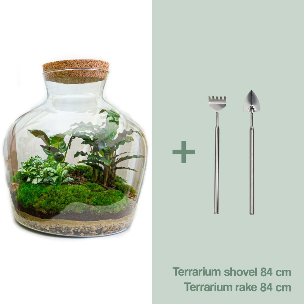 Diy terrarium - fat joe - h30 cm - ø30 cm