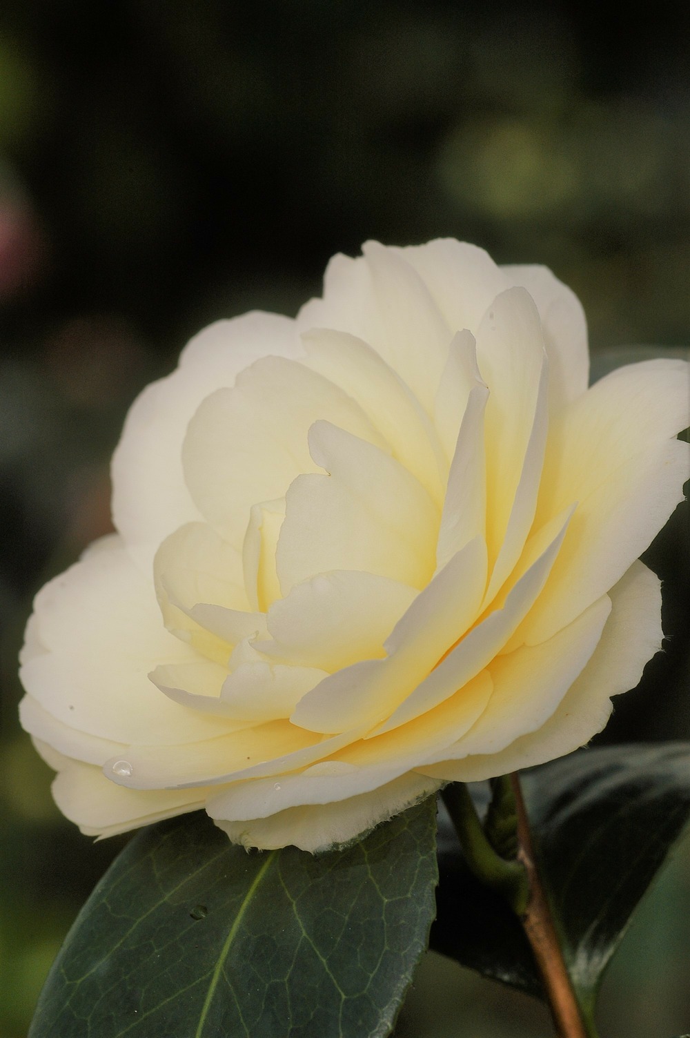 Camélia 'dahlohnega' - en pot de 1 litre