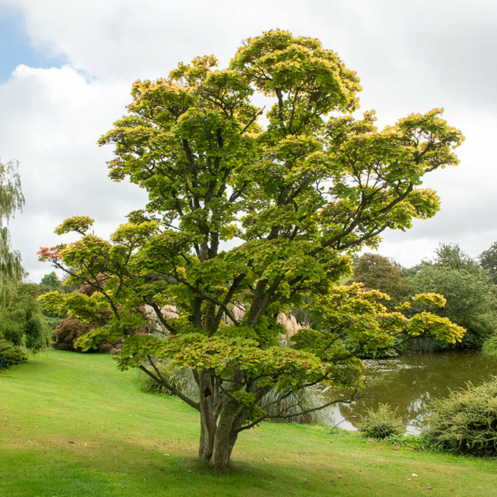 Erable du japon doré - le pot / 3l / hauteur livrée 20-25cm