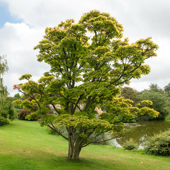 Erable du japon doré - le pot / 3l / hauteur livrée 20-25cm