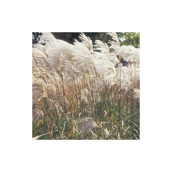 Miscanthus, roseau de chine malepartus godet - 5/20 cm