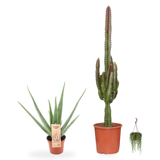Coin désert — euphorbia trigona rubra, aloe vera & senecio herreianus — lot de 3 plantes
