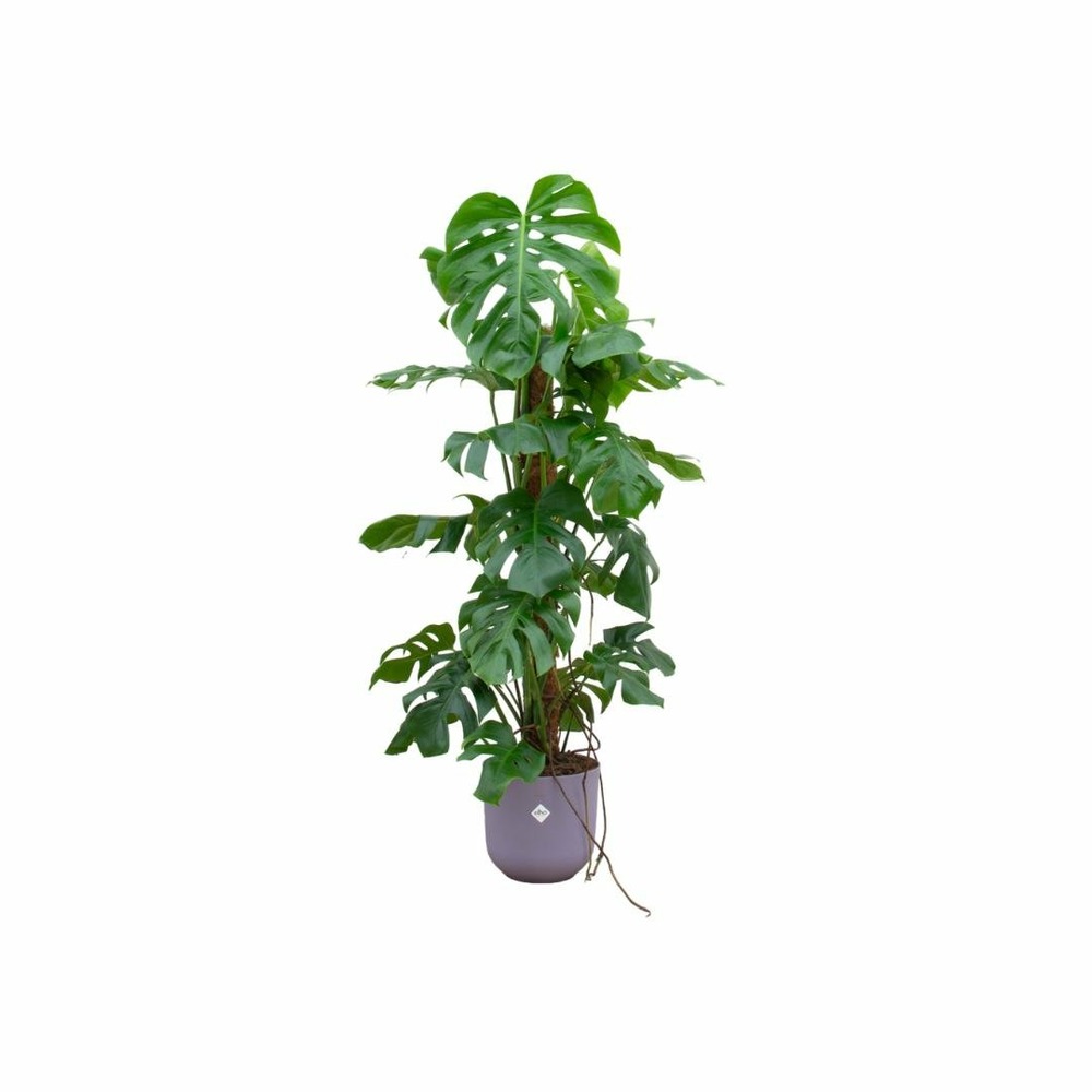 Monstera pertusum 120cm et son pot violet - hauteur 120cm
