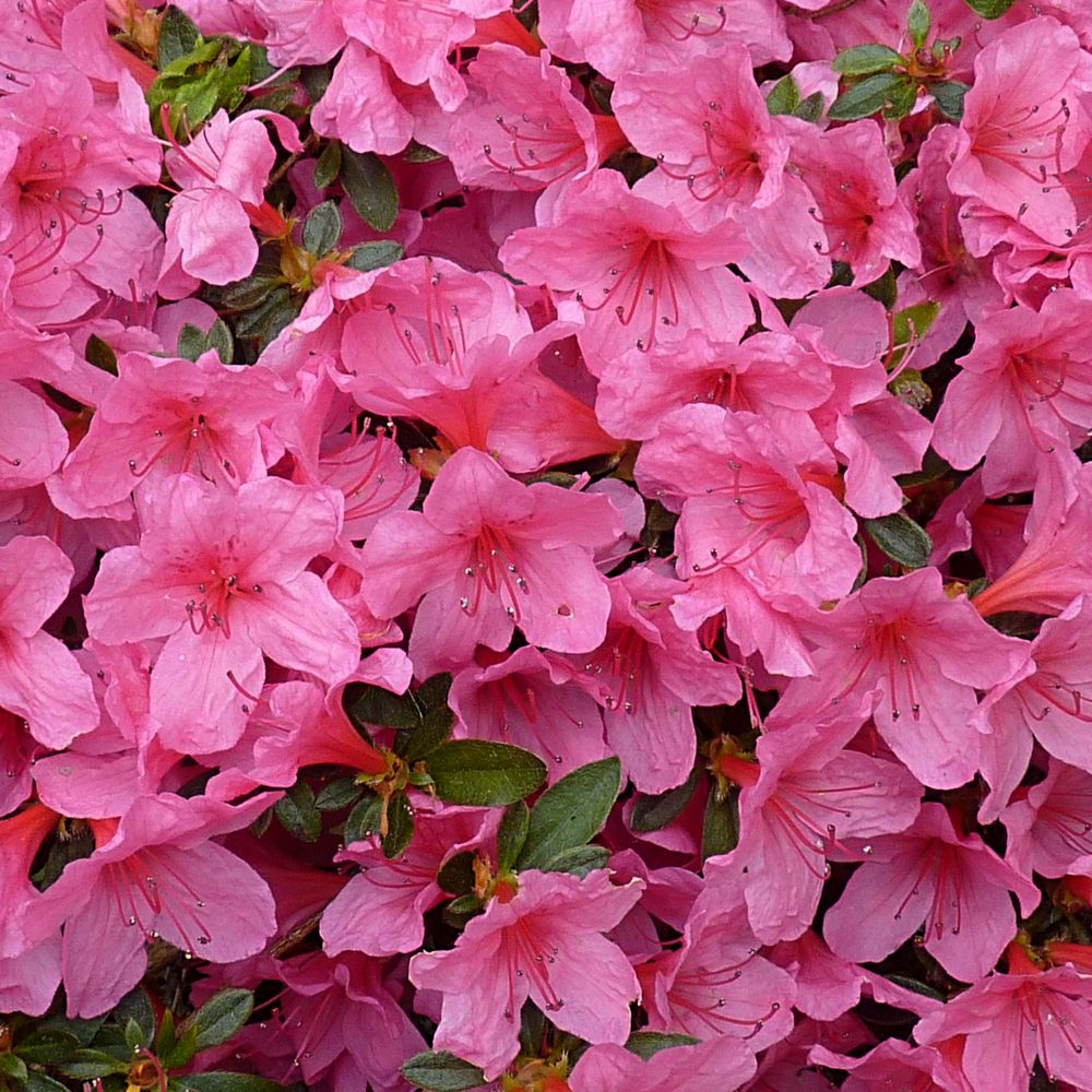 Azalée japonaise 'mme van hecke' pot de 12l/15l