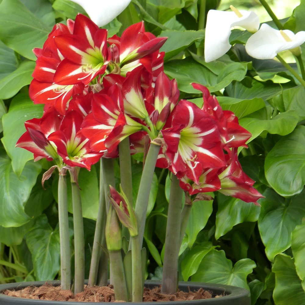 Amaryllis 'balentino' bulbe calibre 14/16