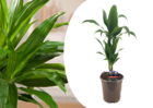 Dracaena deremensis 'janet craig' - pot 17cm - hauteur 60-70cm