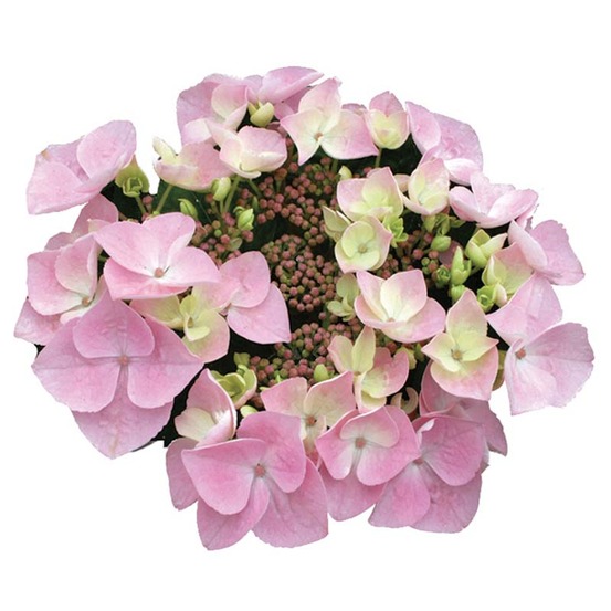 Hortensia 'teller messalina' pot de 2l/3l