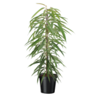 Ficus binnendijckii alii - véritable plante d'intérieur grande - pot 21cm - hauteur 100-110cm