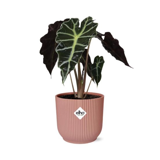Alocasia ‘polly’ 14cm rose