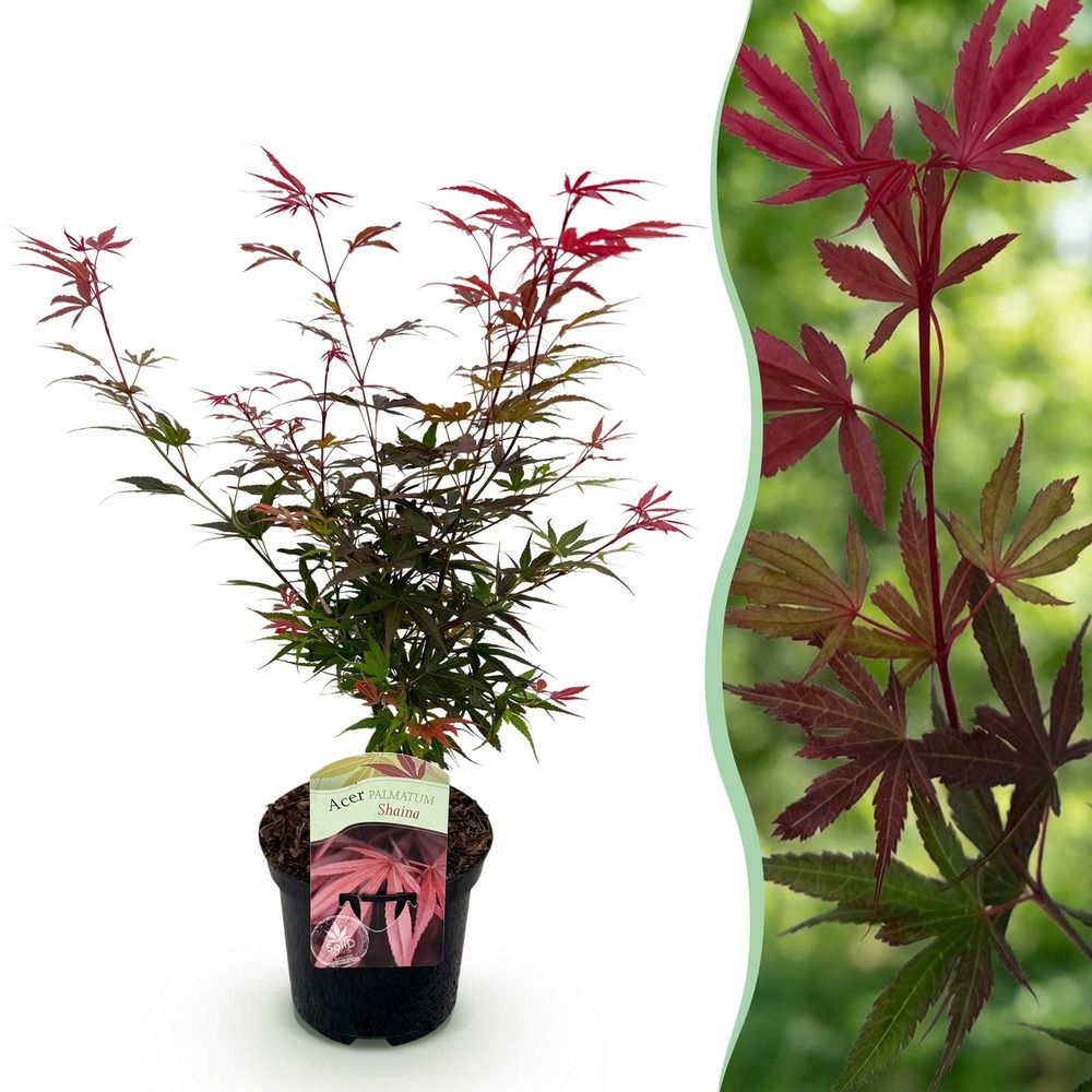 Érable du japon 'shaina' - pot 19 cm - hauteur 70 cm