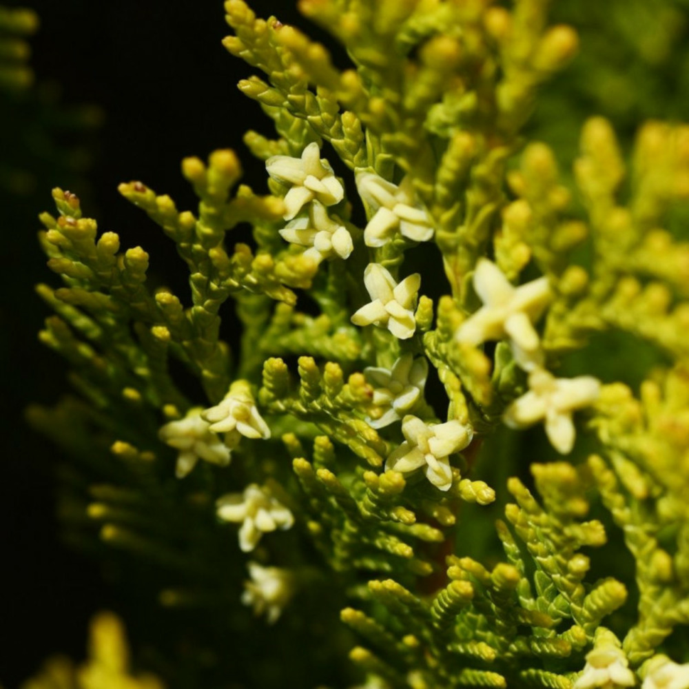 Faux-cyprès de hinoki kamarachiba - chamaecyparis obtusa kamarachiba 20/30cm pot 2,5l
