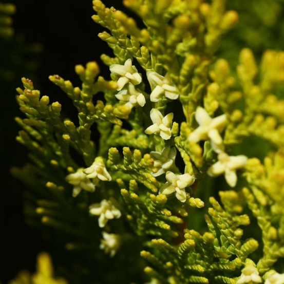 Faux-cyprès de hinoki kamarachiba - chamaecyparis obtusa kamarachiba 20/30cm pot 2,5l