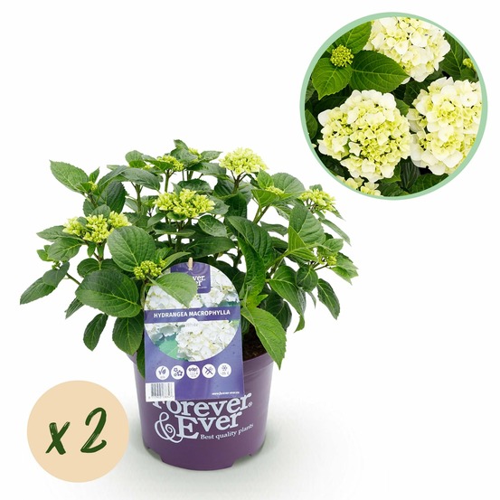 Hortensia forever & ever – lot de 2 – pot 23 cm