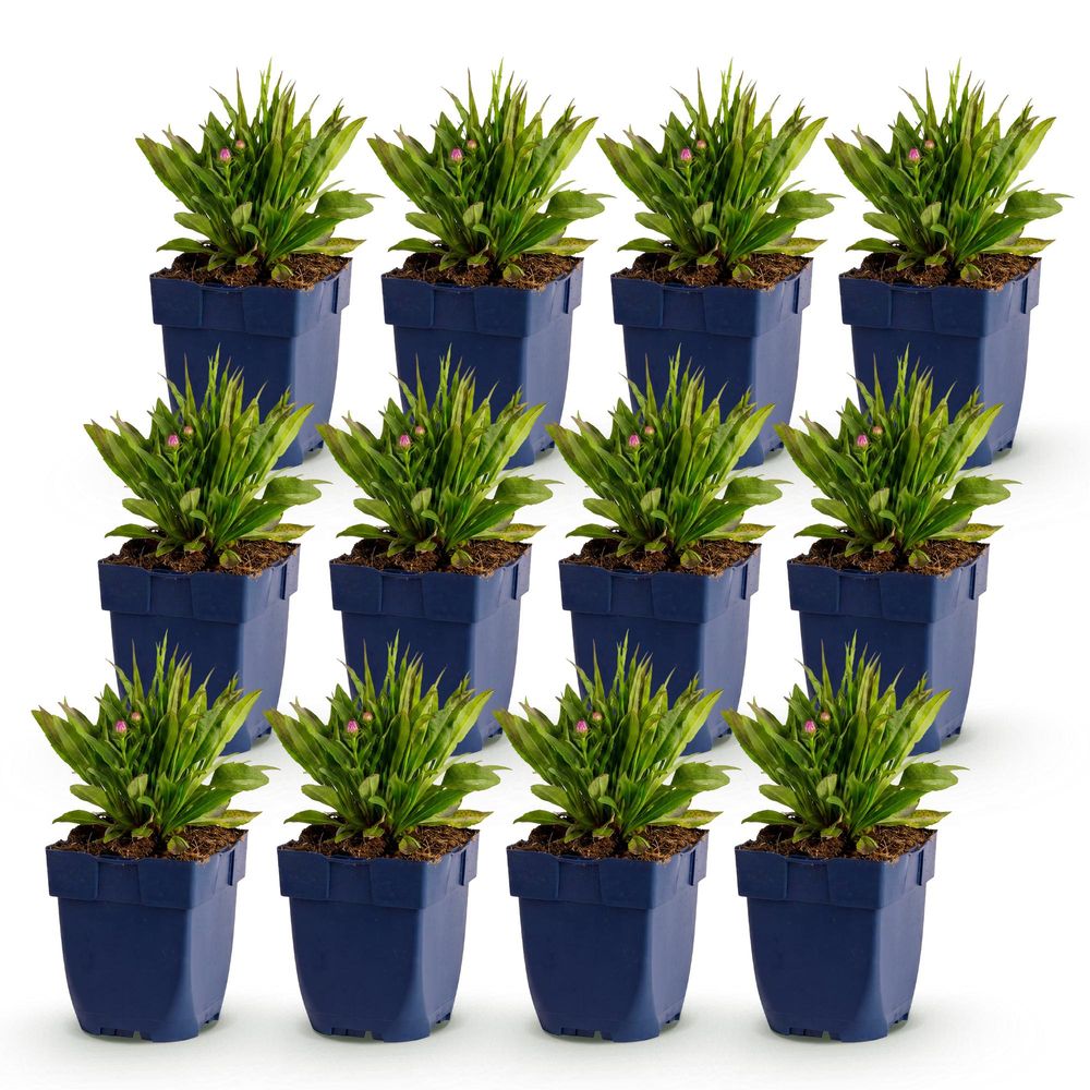 Aster 'wood's pink' - lot de 12 - pot 11 cm - hauteur 25 cm - plante d'extérieur