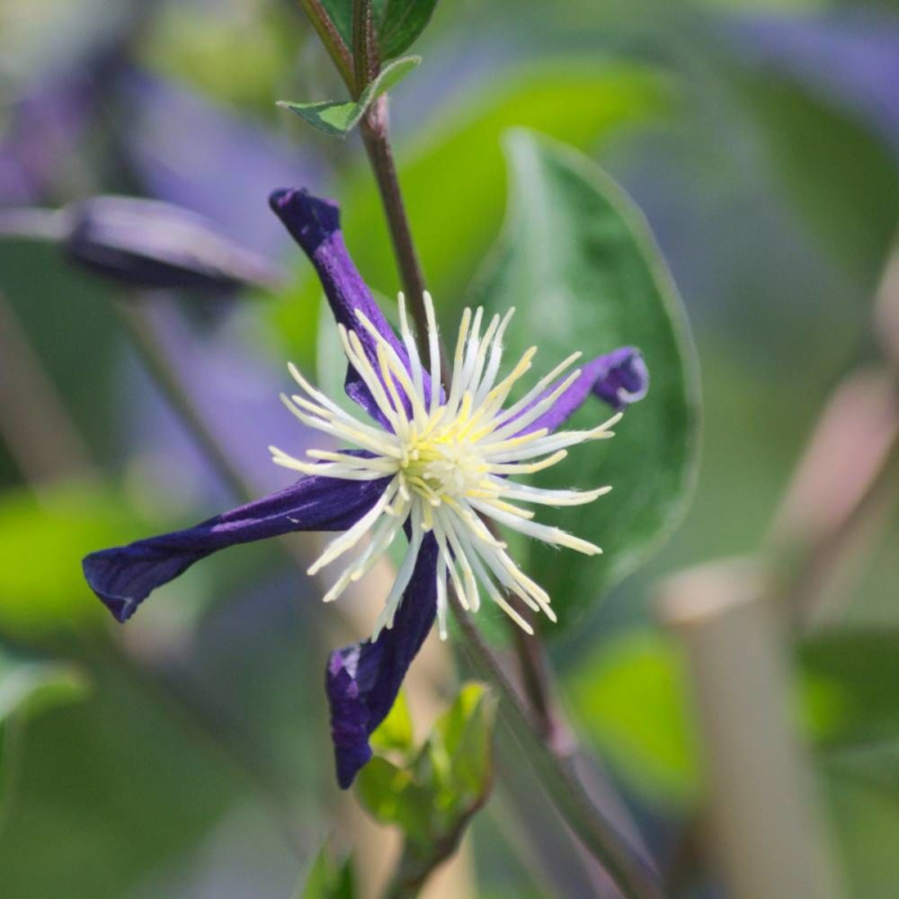 Clématite flammula aromatica, clématite odorante pot de 1,5l - tuteur bambou 30/60 cm