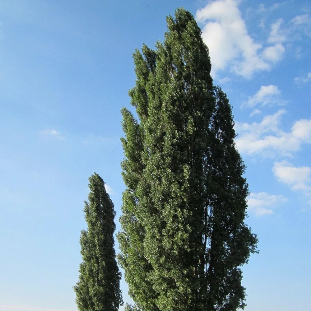 Peuplier d'italie, populus pot de 15l - baliveau