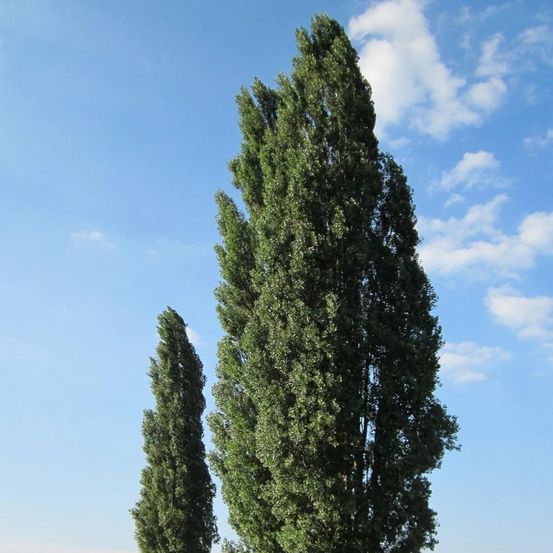 Peuplier d'italie, populus pot de 15l - baliveau