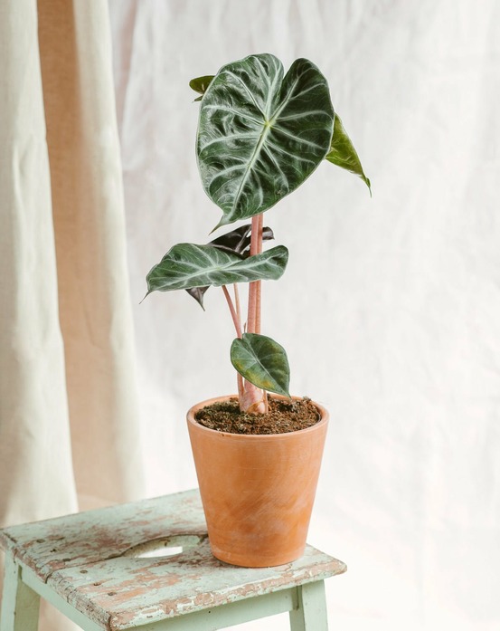 Alocasia pink dragon 75cm - plante d'intérieur