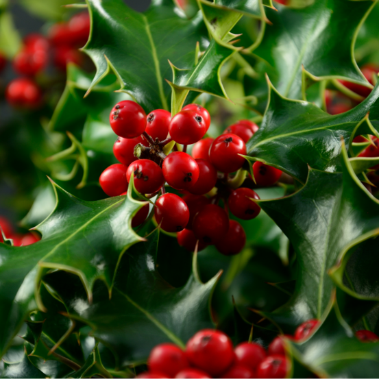 Houx de meserve blue prince - ilex meserveae blue prince 40cm en pot