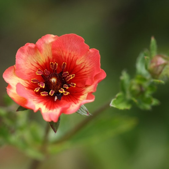 Potentille vivace du népal 'miss willmott' godet de 8/9 cm