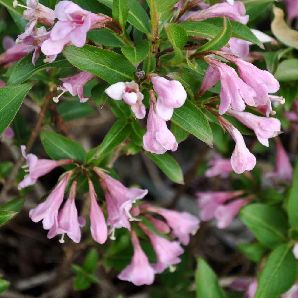 Weigela florida 'pink poppet' pot de 7,5l/10l