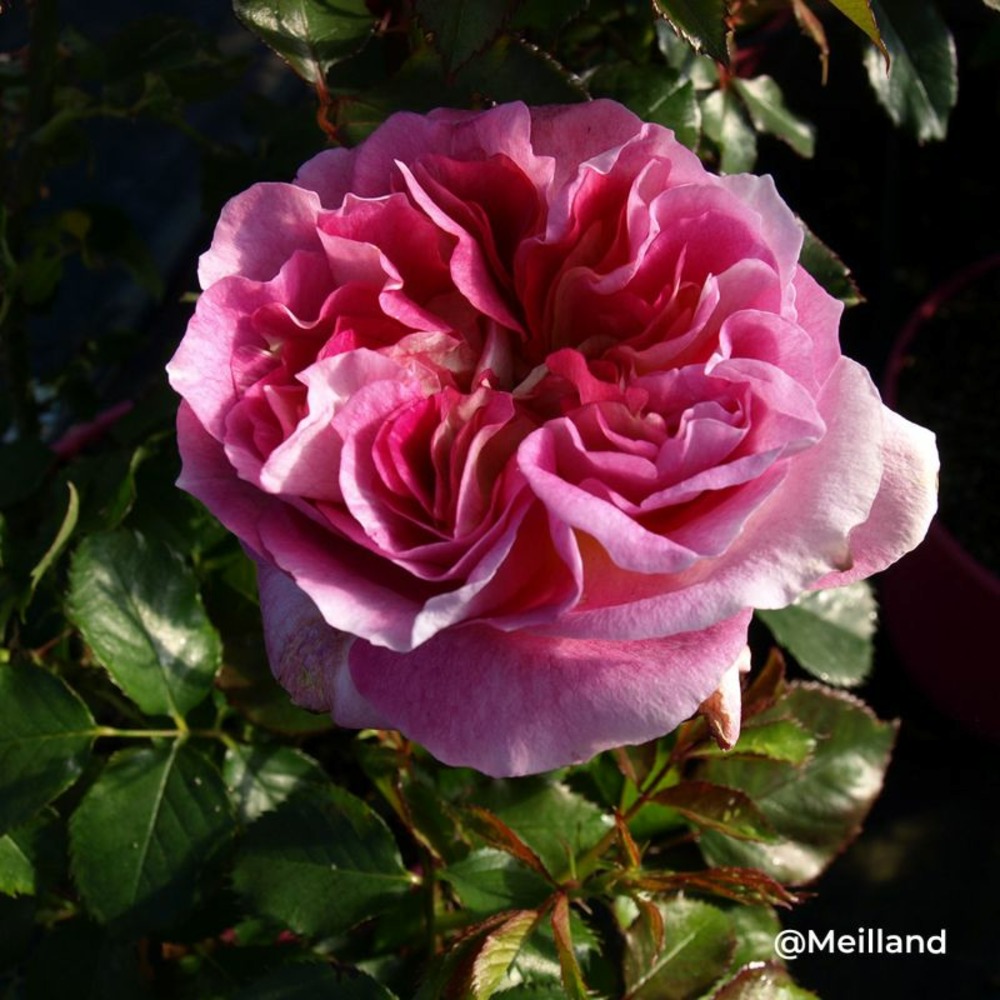 Rosier 'agnès b' ® (rosa 'agnès b' ®)