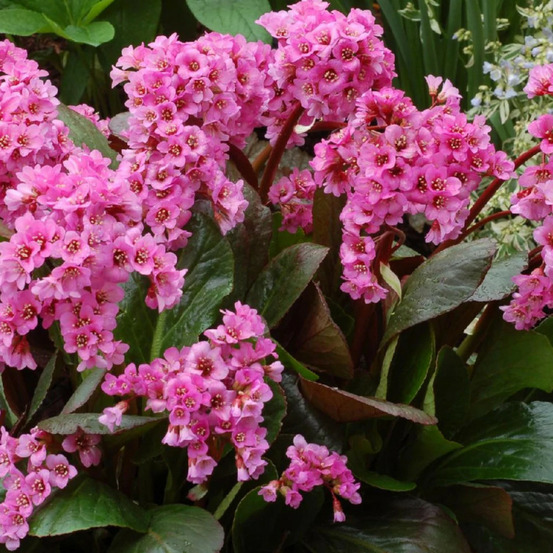 Bergénia spring fling lot de 5 godets