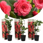 Camellia japonica - set de 3 - rouge - roses - pot 9cm - hauteur 25-40cm