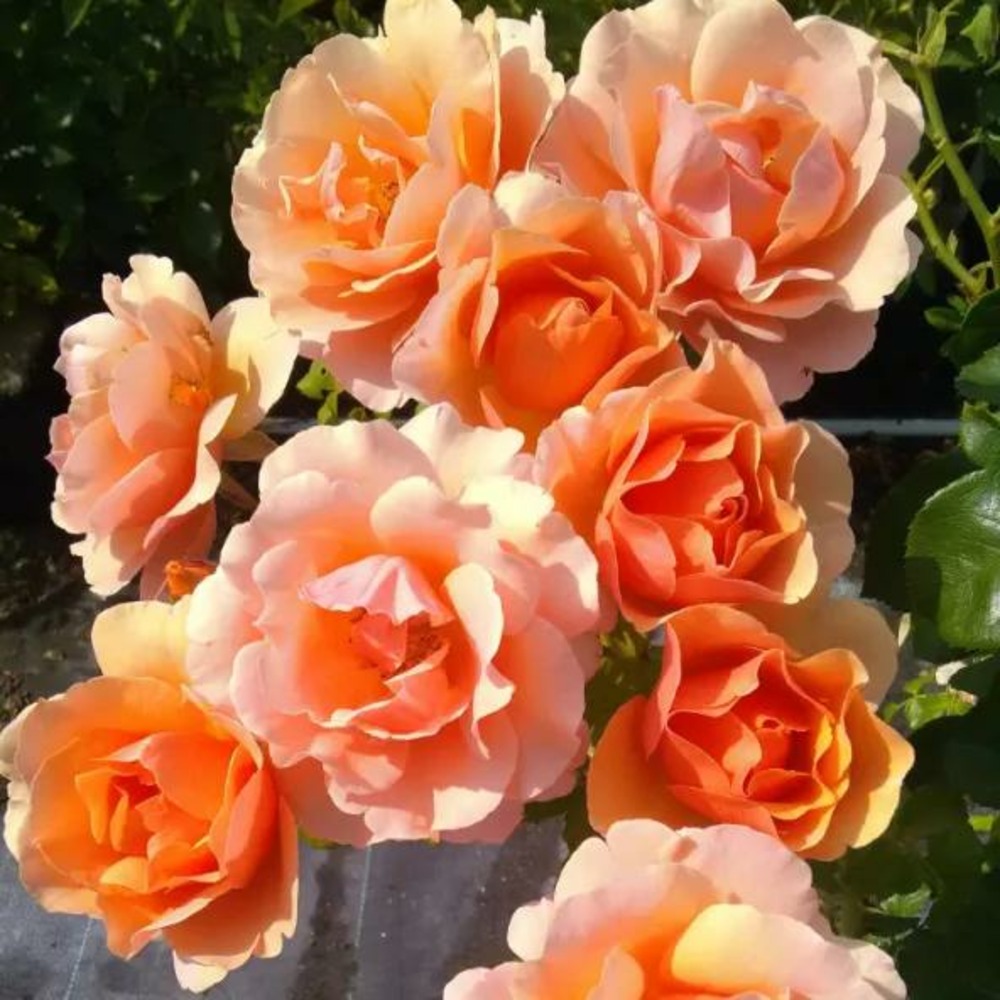 Rosier buissonnant la bellifontaine® evenambe racines nues