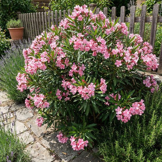 Laurier-rose (nerium oleander) - fleurs roses - h. 80-100 cm