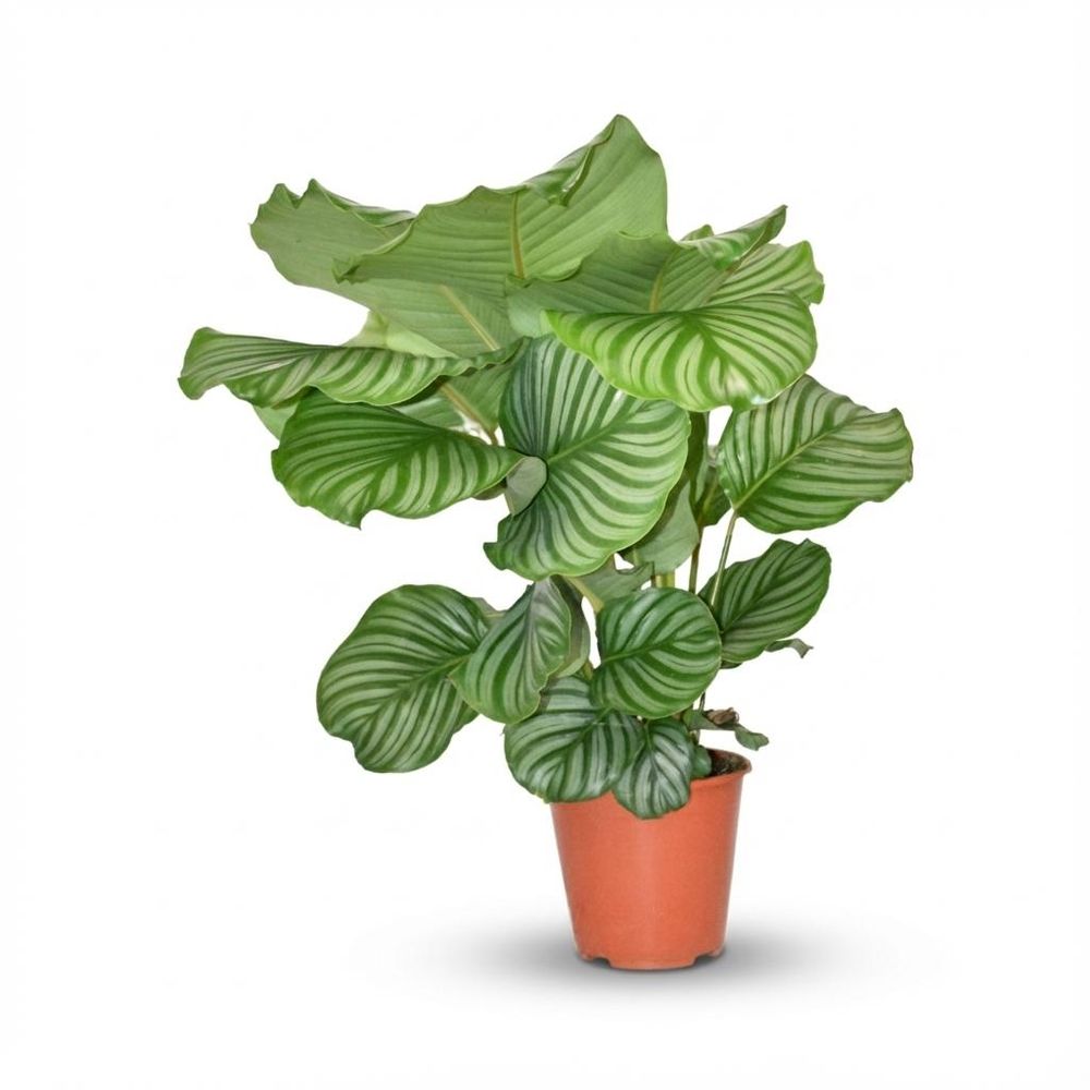 Calathea orbifolia - ø17cm - ↕50cm - plante d’intérieur