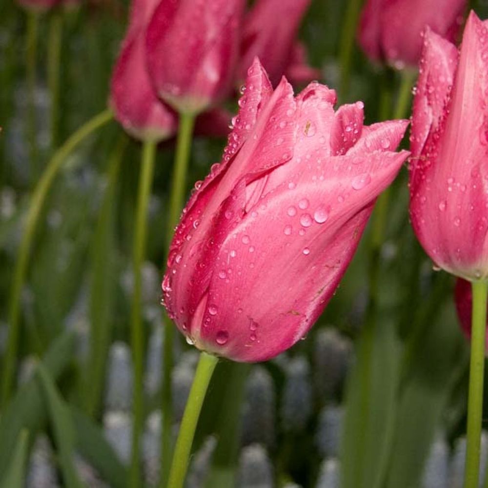 Tulipe à fleur de lis 'maytime' bulbe calibre 12+ (par 10)