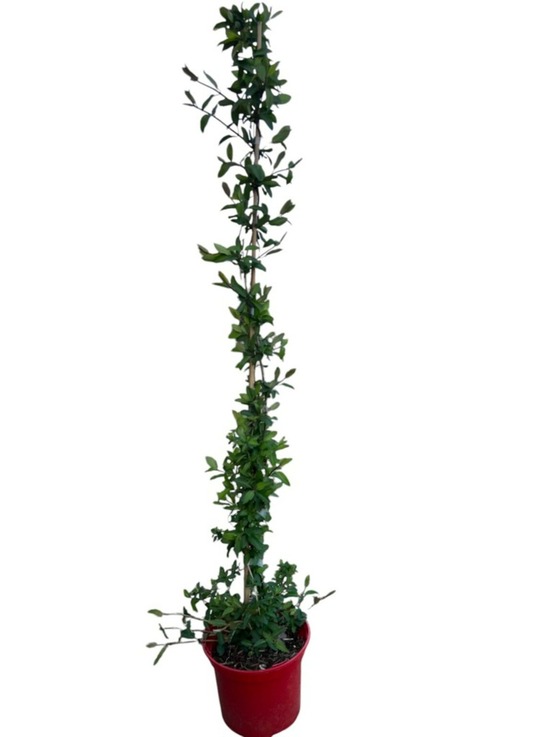 Lonicera jap. Halliana hall prolific c4l. 60/90