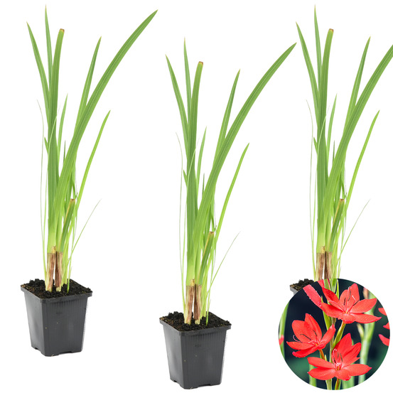 Lot de 3 - schizostylis coccinea - lys des cafres rouge - hauteur 10-20 cm - pot 9 cm