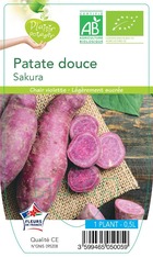Patate douce sakura -plant ab  en  pot 0.5 l- plante du jardin