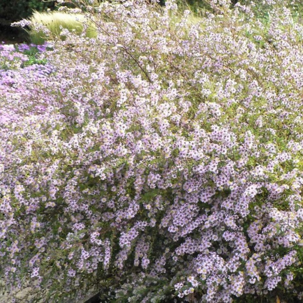 6 x aster ericoides 'erlkoenig' - aster ericoides 'erlkoenig' - godet 9cm x 9cm