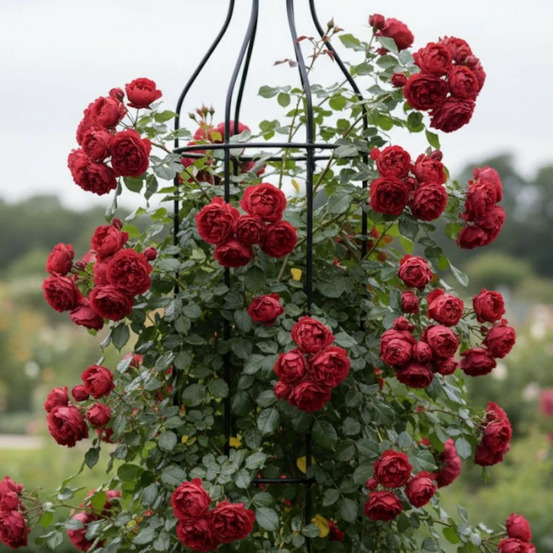 Rosier grimpant florentina® 'kortrameilo' pot de 3l - 20/40 cm