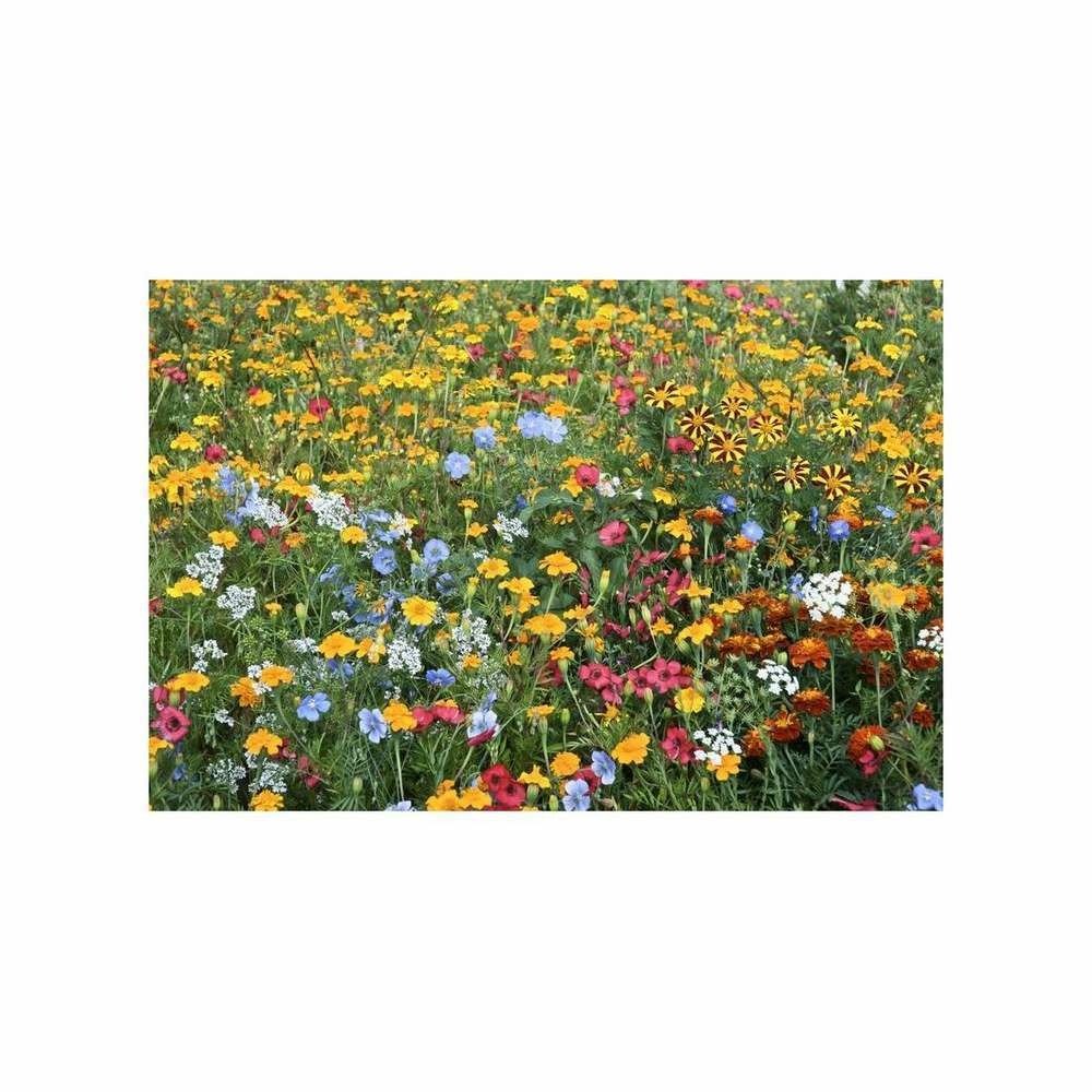 MÃ©lange Ã©cologique de graines de fleurs Anti-