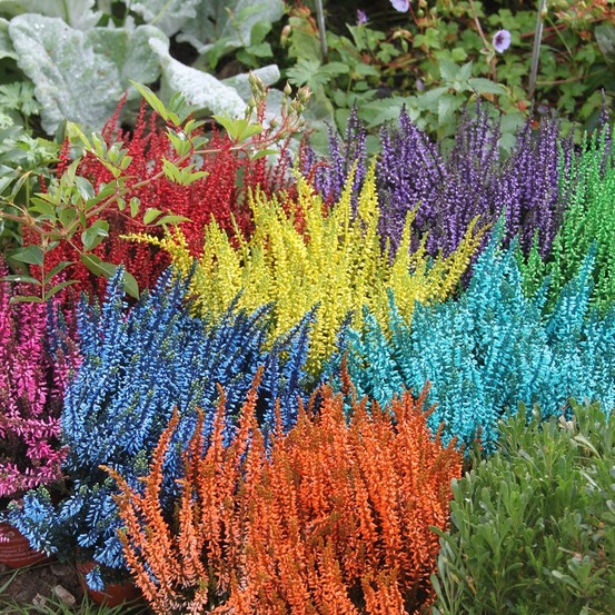 Bruyère calluna teinté rouge pot 9 cm