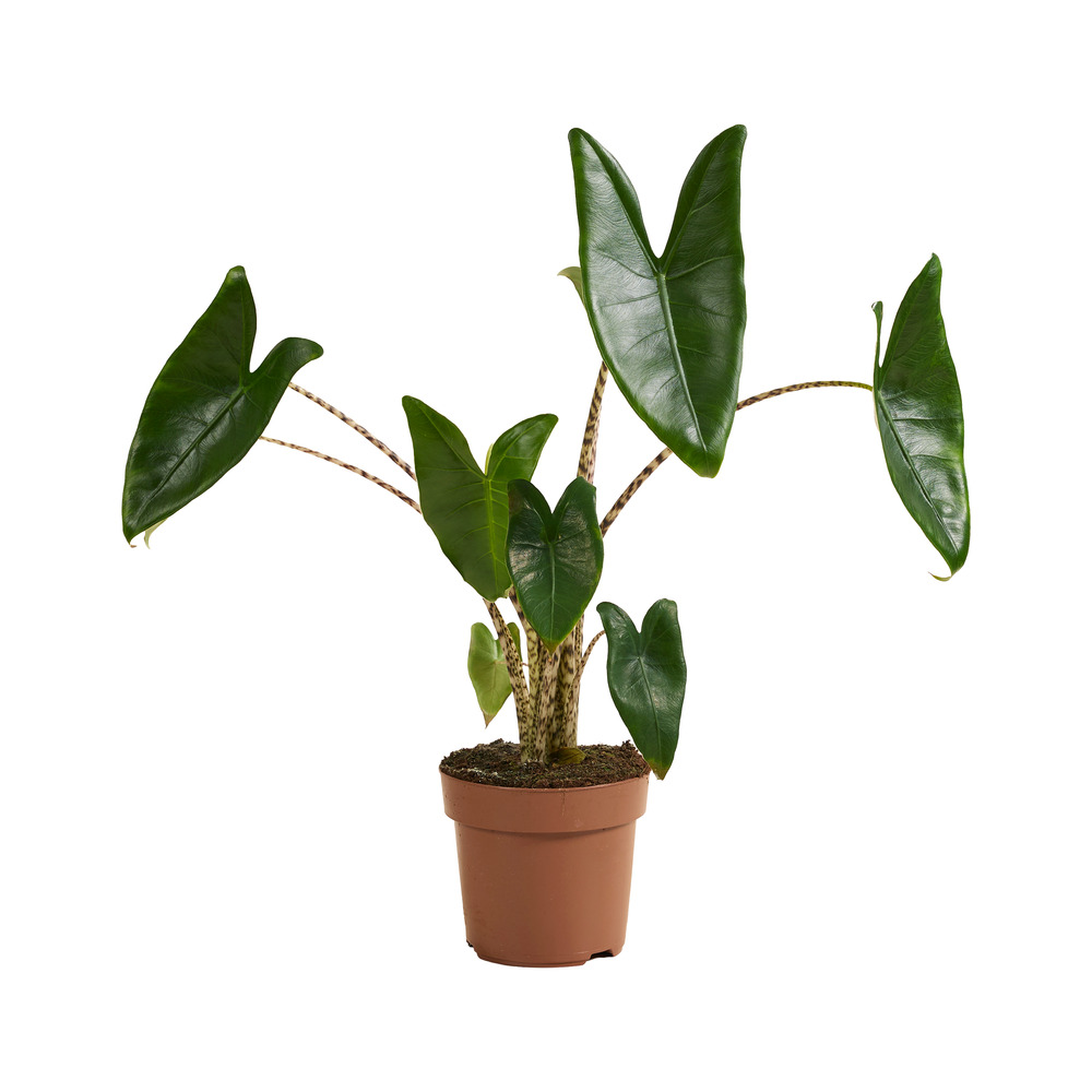 Alocasia zebrina - oreille d’éléphant - 50-70 cm - pot 17 cm