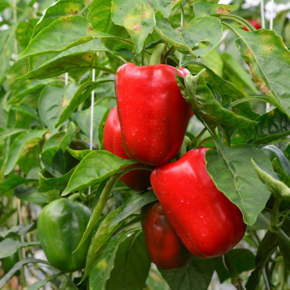 Plant poivron olly pot 10,5cm sélection jardinul